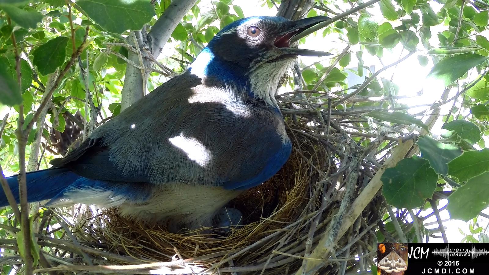 Scrub Jay female standing in nest beak wide open panting